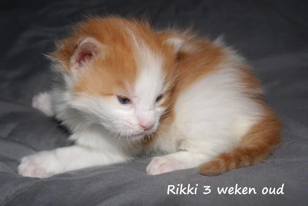 Rikki
